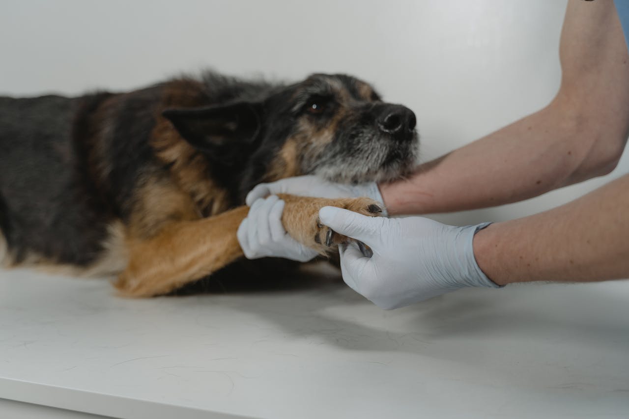 Veterinarian holding a dog's paw during an examination