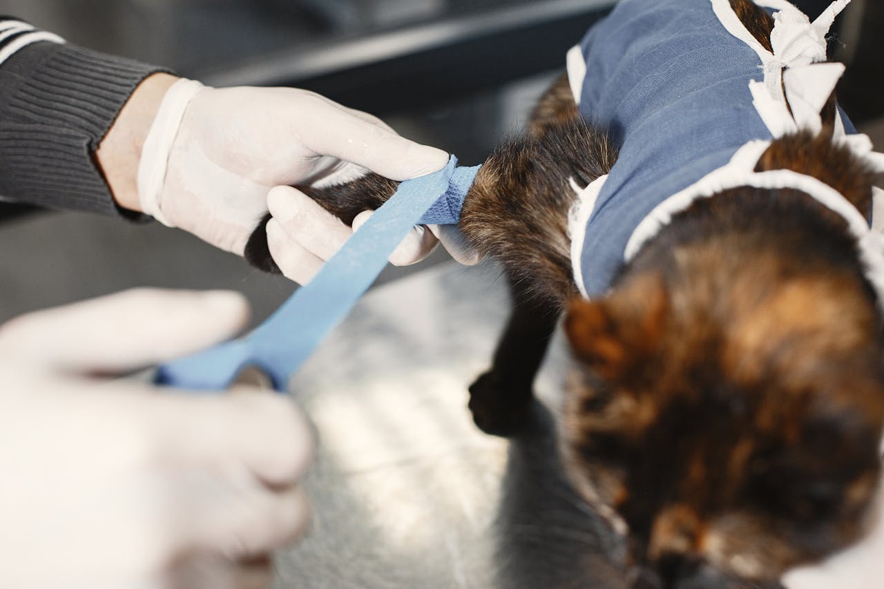Veterinarian performing surgery