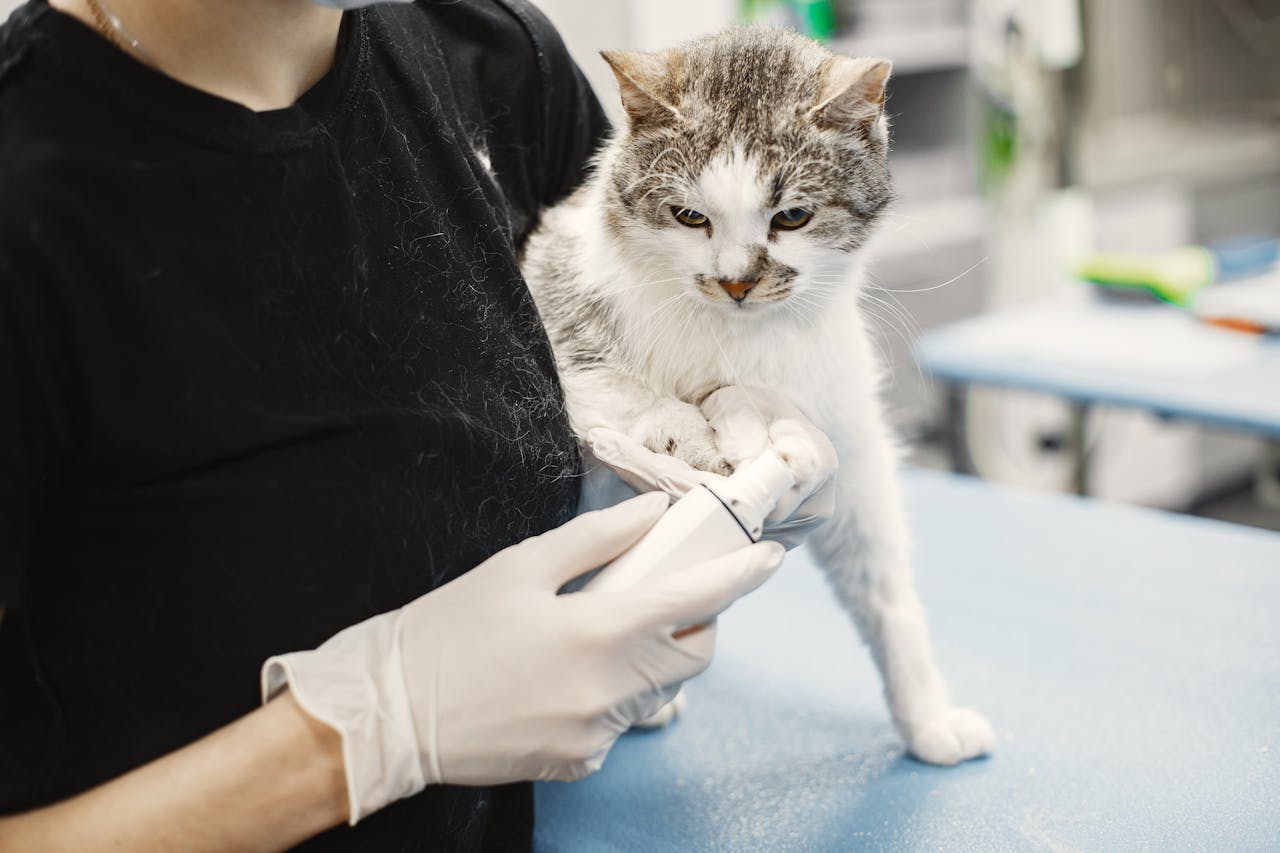 Veterinarian trimming a cat's nails on an exam table